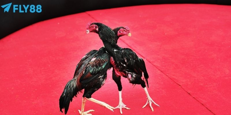 Đá Gà Cựa Sắt - Mở Cược Cực Nhanh, Trải Nghiệm Gay Cấn